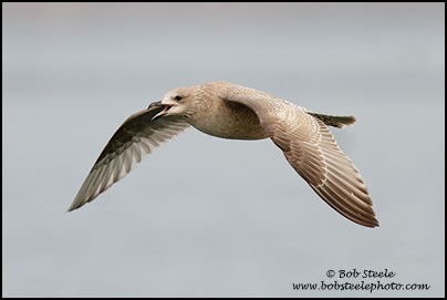 Thayer's Gull (Larus thayeri)