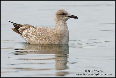 Thayer's Gull (Larus thayeri)