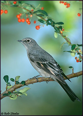 Townsend's Solitaire (Myadestes townsendi)