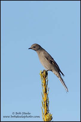Townsend's Solitaire (Myadestes townsendi)
