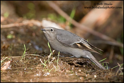 Townsend's Solitaire (Myadestes townsendi)