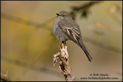 Townsend's Solitaire (Myadestes townsendi)