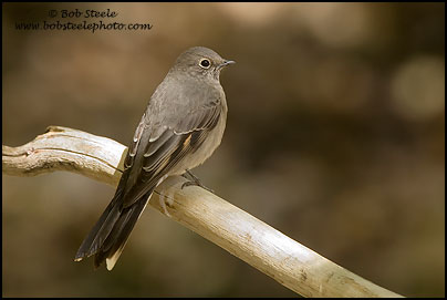 Townsend's Solitaire (Myadestes townsendi)