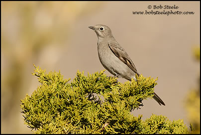 Townsend's Solitaire (Myadestes townsendi)
