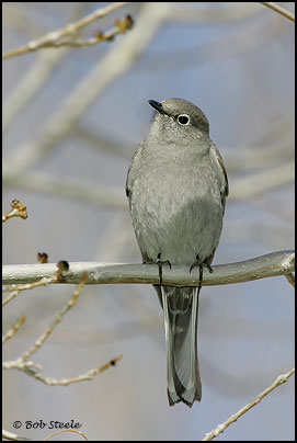 Townsend's Solitaire (Myadestes townsendi)