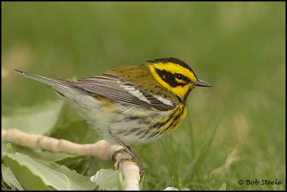 Townsend's Warbler (Dendroica townsendi)