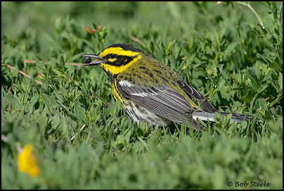Townsend's Warbler (Dendroica townsendi)