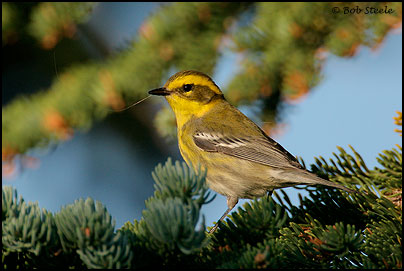 Townsend's Warbler (Dendroica townsendi)
