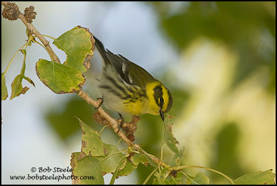 Townsend's Warbler (Dendroica townsendi)