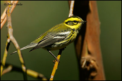 Townsend's Warbler (Dendroica townsendi)