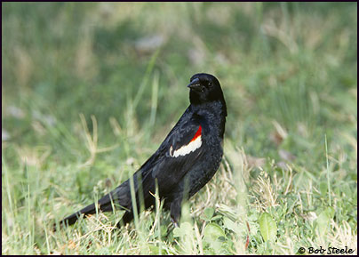 Tricolored Blackbird (Agelaius tricolor)