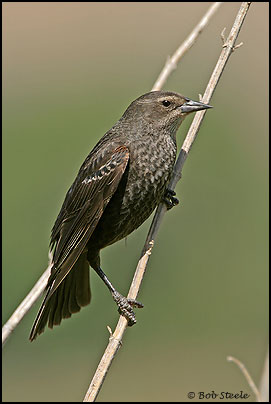 Tricolored Blackbird (Agelaius tricolor)