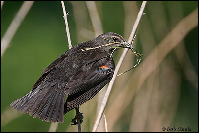 Tricolored Blackbird (Agelaius tricolor)