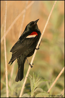 Tricolored Blackbird (Agelaius tricolor)