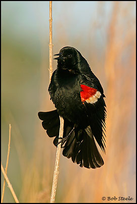 Tricolored Blackbird (Agelaius tricolor)