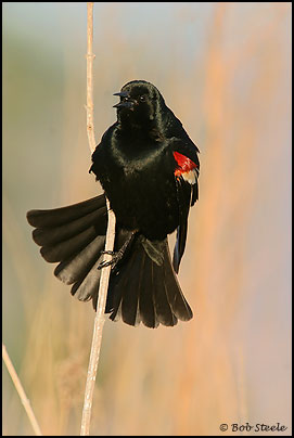 Tricolored Blackbird (Agelaius tricolor)