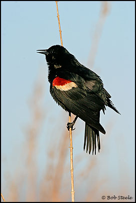 Tricolored Blackbird (Agelaius tricolor)