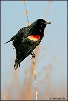 Tricolored Blackbird (Agelaius tricolor)