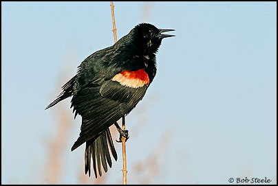 Tricolored Blackbird (Agelaius tricolor)