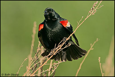 Tricolored Blackbird (Agelaius tricolor)