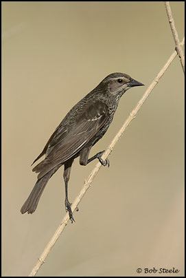Tricolored Blackbird (Agelaius tricolor)