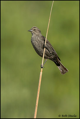 Tricolored Blackbird (Agelaius tricolor)