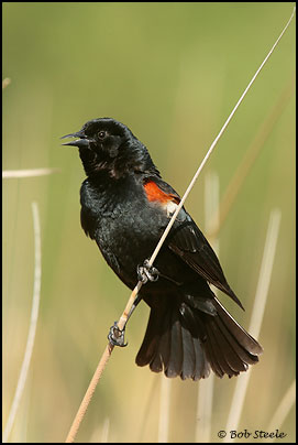 Tricolored Blackbird (Agelaius tricolor)