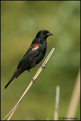 Tricolored Blackbird (Agelaius tricolor)
