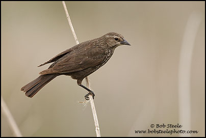 Tricolored Blackbird (Agelaius tricolor)