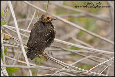 Tricolored Blackbird (Agelaius tricolor)