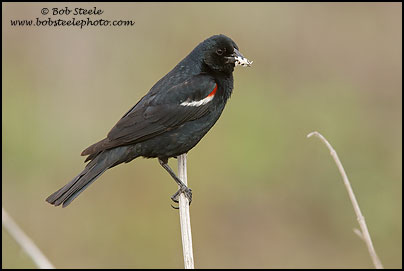 Tricolored Blackbird (Agelaius tricolor)