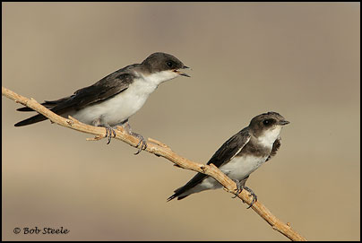 Tree Swallow (Tachycineta bicolor)