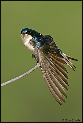 Tree Swallow (Tachycineta bicolor)
