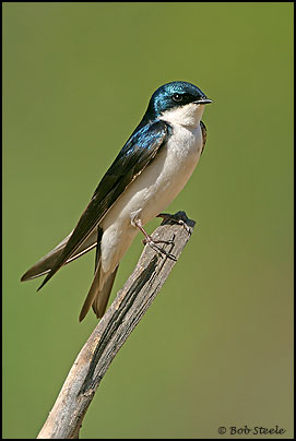 Tree Swallow (Tachycineta bicolor)