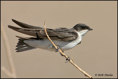 Tree Swallow (Tachycineta bicolor)