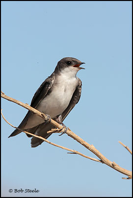 Tree Swallow (Tachycineta bicolor)