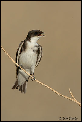 Tree Swallow (Tachycineta bicolor)