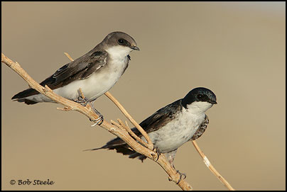 Tree Swallow (Tachycineta bicolor)