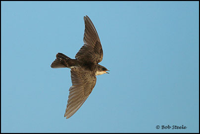 Tree Swallow (Tachycineta bicolor)