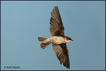 Tree Swallow (Tachycineta bicolor)
