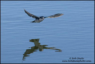 Tree Swallow (Tachycineta bicolor)