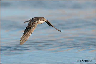 Tree Swallow (Tachycineta bicolor)