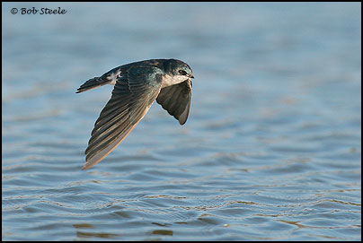 Tree Swallow (Tachycineta bicolor)