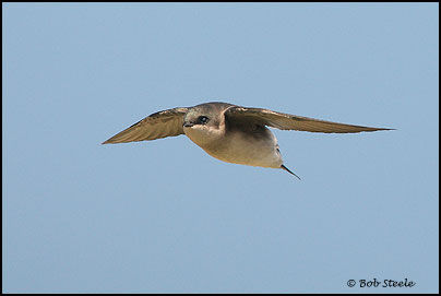 Tree Swallow (Tachycineta bicolor)
