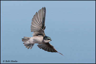 Tree Swallow (Tachycineta bicolor)