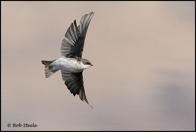 Tree Swallow (Tachycineta bicolor)