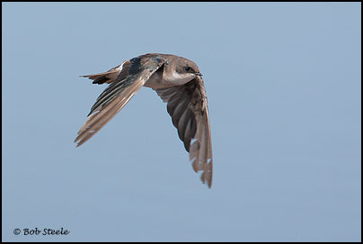 Tree Swallow (Tachycineta bicolor)