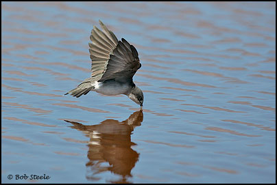 Tree Swallow (Tachycineta bicolor)