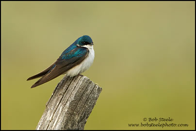 Tree Swallow (Tachycineta bicolor)