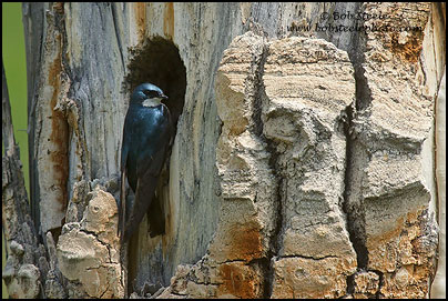 Tree Swallow (Tachycineta bicolor)
